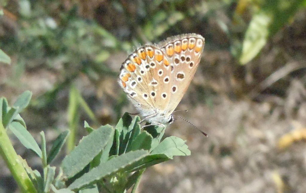 Polyommatus icarus e Colias crocea?